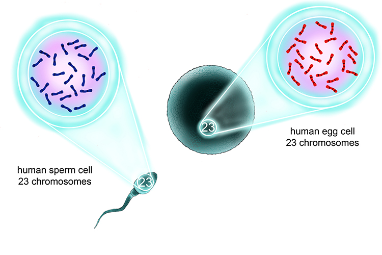 Human sperm and egg cells contain one set of 23 chromosomes through meiosis 
